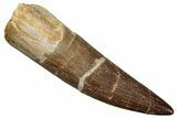 Fossil Plesiosaur (Zarafasaura) Tooth - Morocco #259157-1